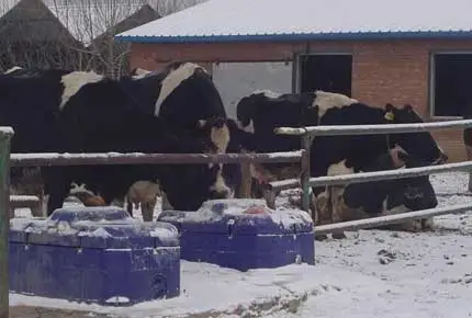 Cow Drinking Trough Cattle Waterer Livestock Equipment Factory Manufacturer Terrui