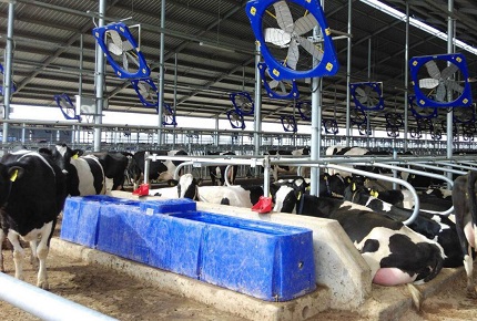 Optimal Water Management for Dairy Cow Health and Productivity