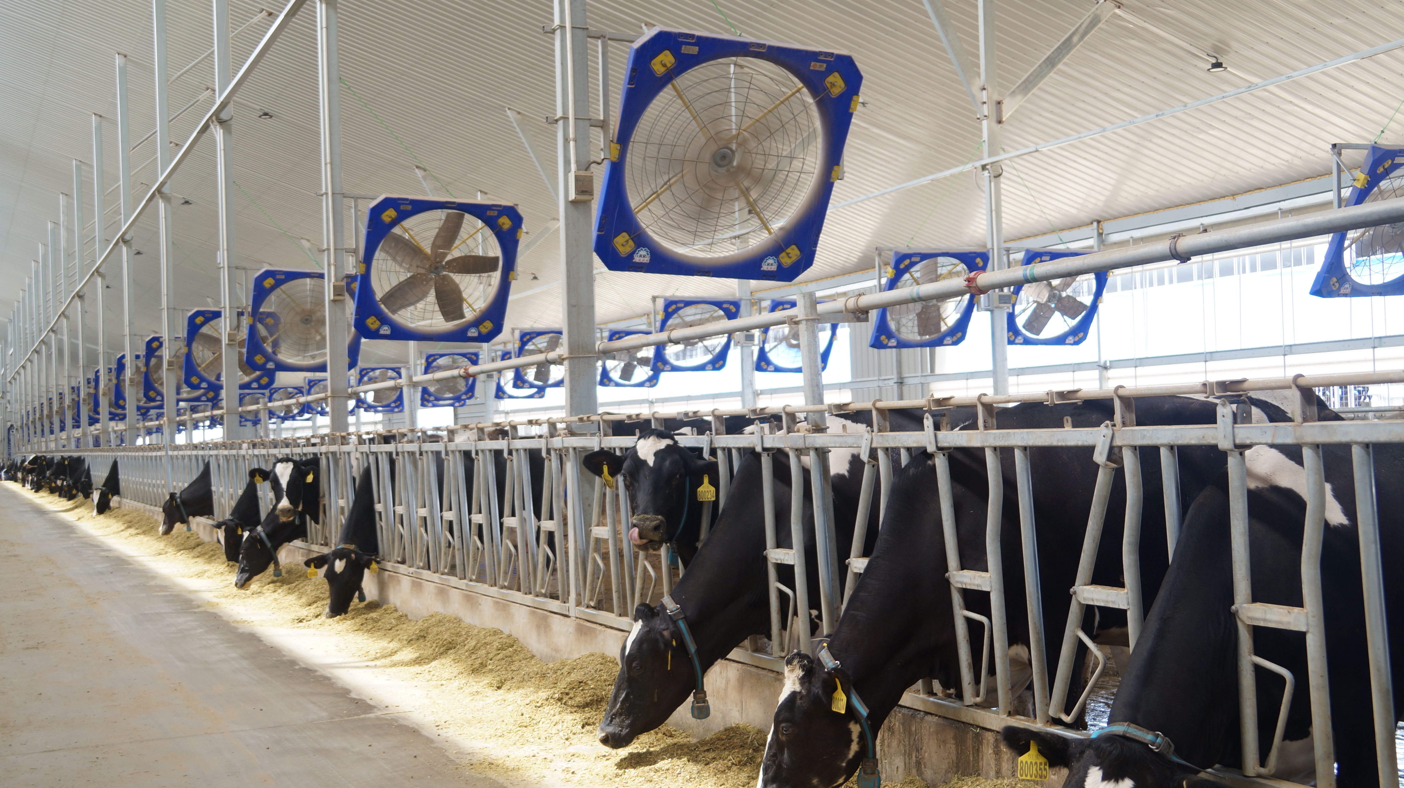 The Nine Major Principles for Selecting Dairy Farm Ventilation Fan