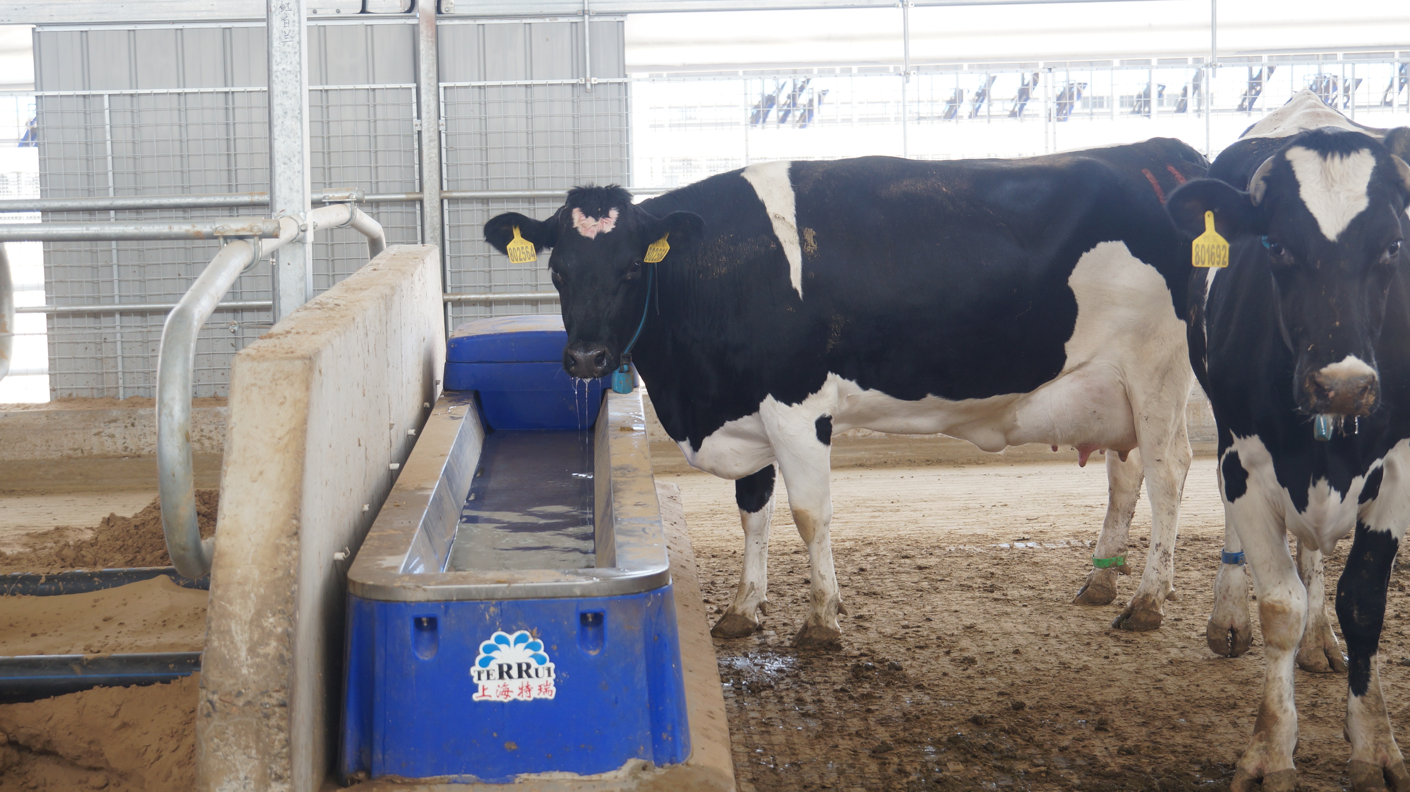 How to Properly Feed Cattle in Summer: Essential Tips for Cattle Farmers