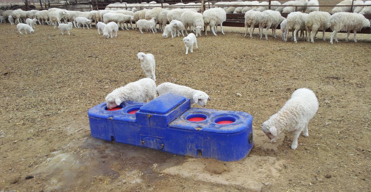 sheep and goat water trough