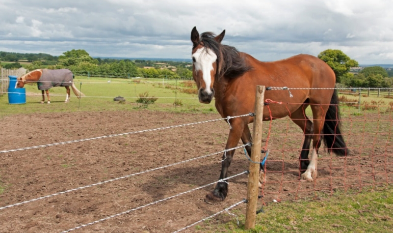 invisible-grassland-fencing-positive-effects-on-livestock_02.png