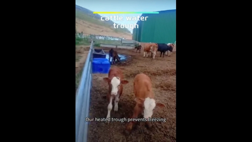 cattle water trough