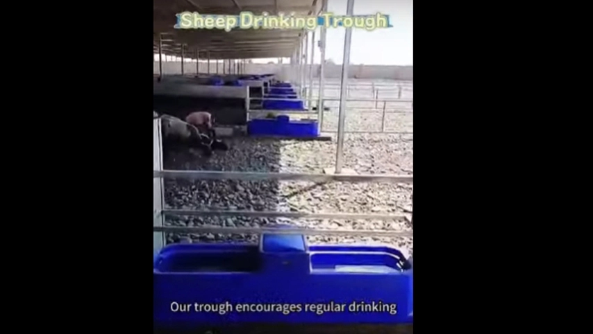 sheep drinking trough