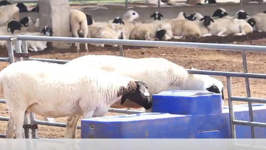 terrui-heated drinking trough