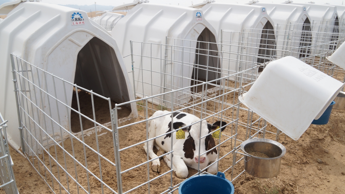 Roto-molded polyethylene calf hutch shell featuring integrated adjustable rear ventilation discs to manage microclimate and prevent respiratory disease. Roto-molded polyethylene calf hutch shell featuring integrated adjustable rear ventilation discs to manage microclimate and prevent respiratory disease.