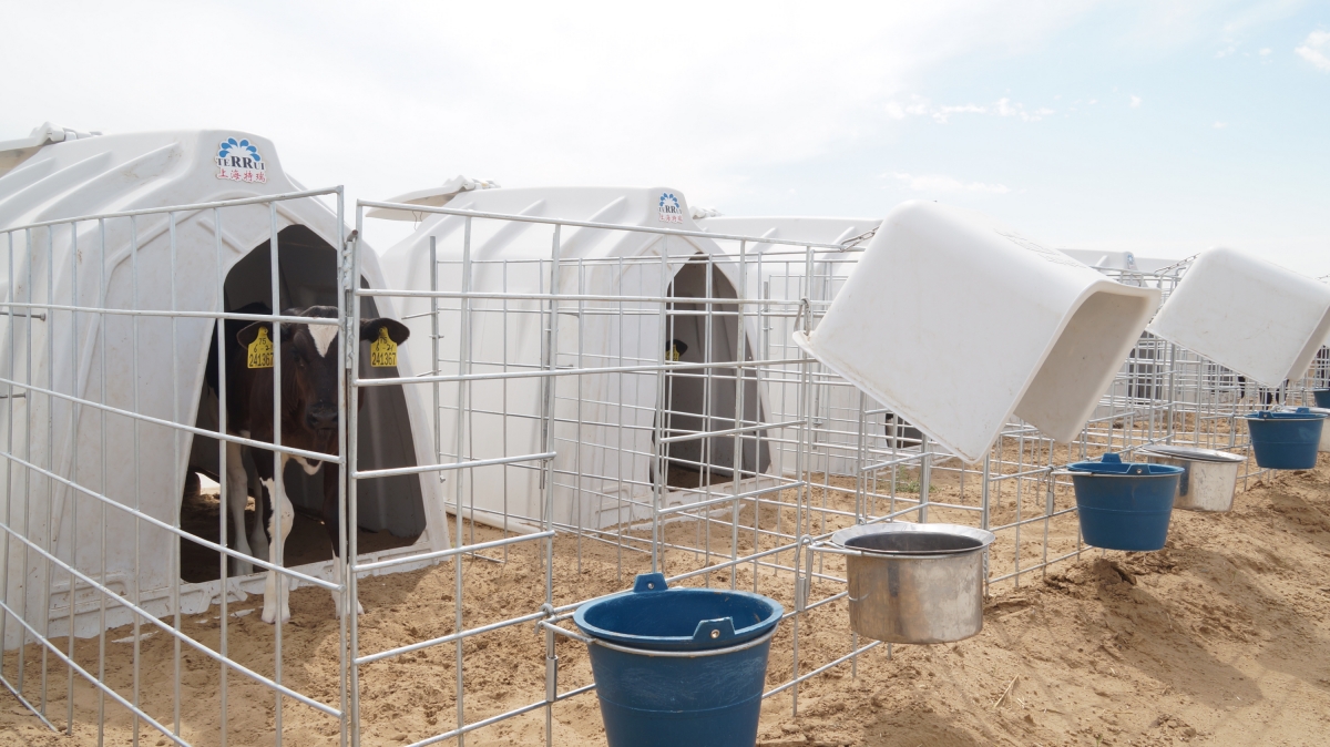 Roto-molded 36.5KGS LLDPE individual calf housing with 2.88 square meters interior space and 8mm hot-dip galvanized steel fence yard. Roto-molded 36.5KGS LLDPE individual calf housing with 2.88 square meters interior space and 8mm hot-dip galvanized steel fence yard.