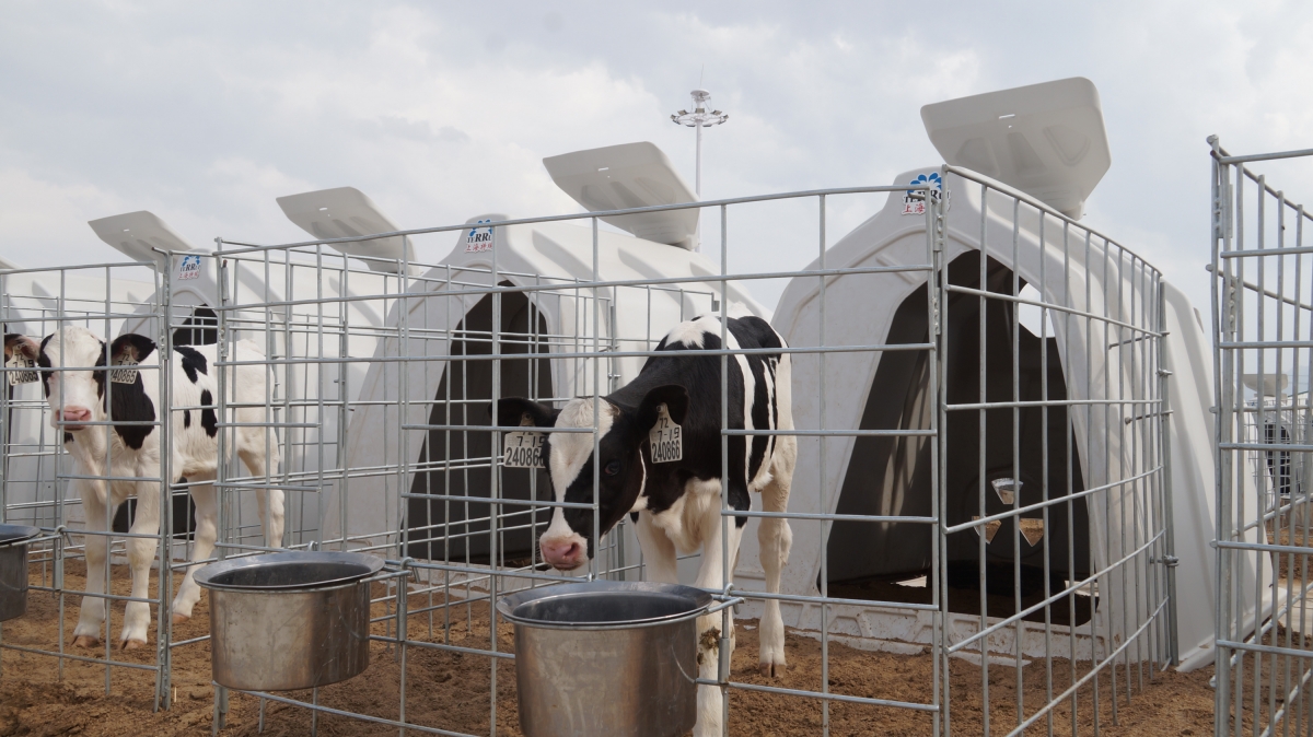 Roto-molded 36.5KGS LLDPE individual calf housing with 2.88 square meters interior space and 8mm hot-dip galvanized steel fence yard. Roto-molded 36.5KGS LLDPE individual calf housing with 2.88 square meters interior space and 8mm hot-dip galvanized steel fence yard.